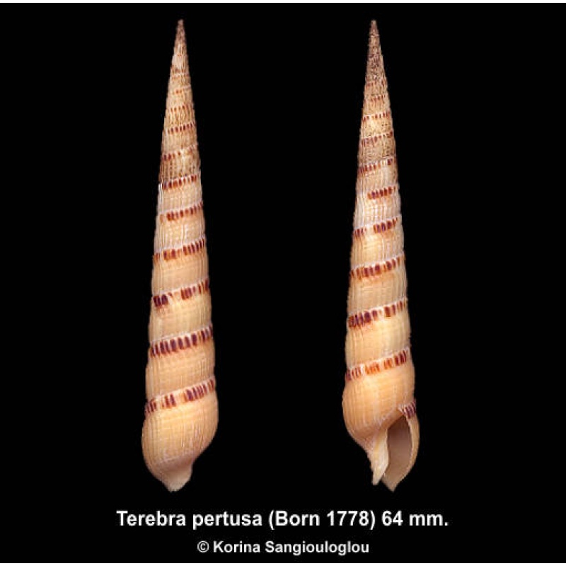 Terebra pertusa Gorgeous!