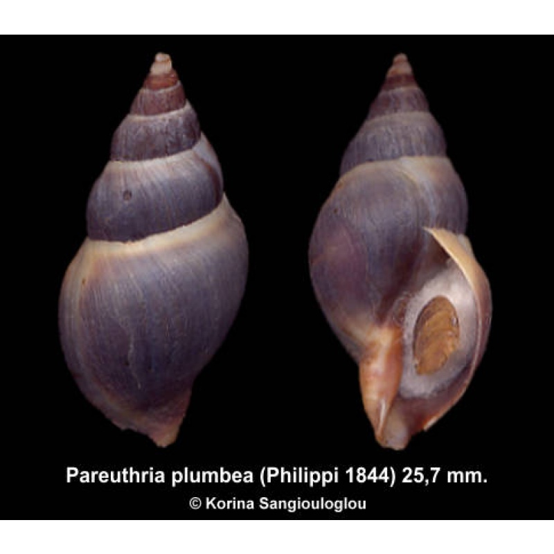 Pareuthria plumbea Outstanding!
