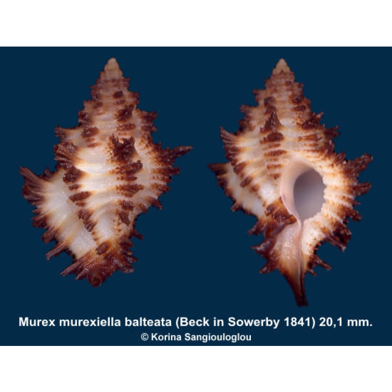 Murex murexiella balteata Gorgeous White!