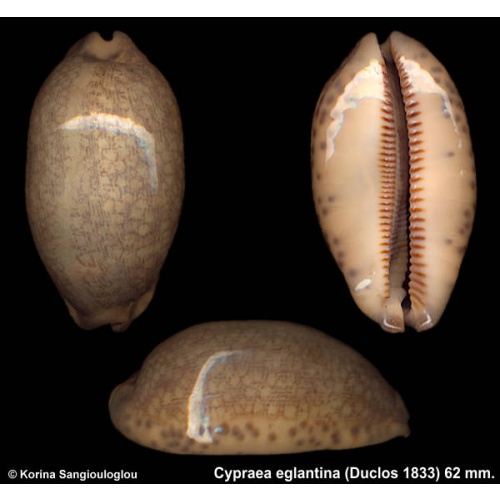 Cypraea eglantina Outstanding Greenish Overglaze!