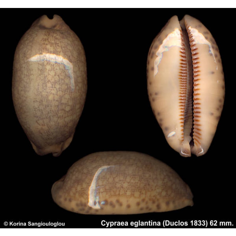 Cypraea eglantina Outstanding Greenish Overglaze!