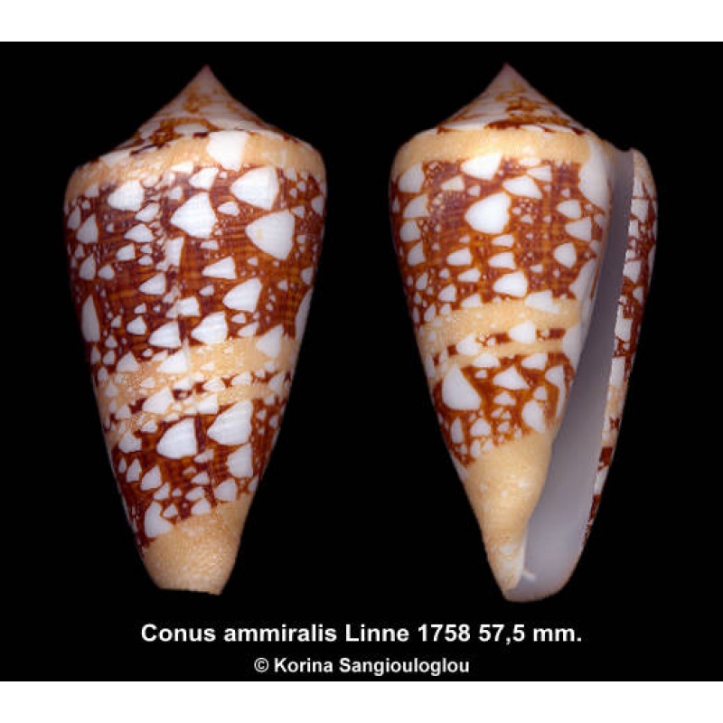 Conus ammiralis Gorgeous Dark!