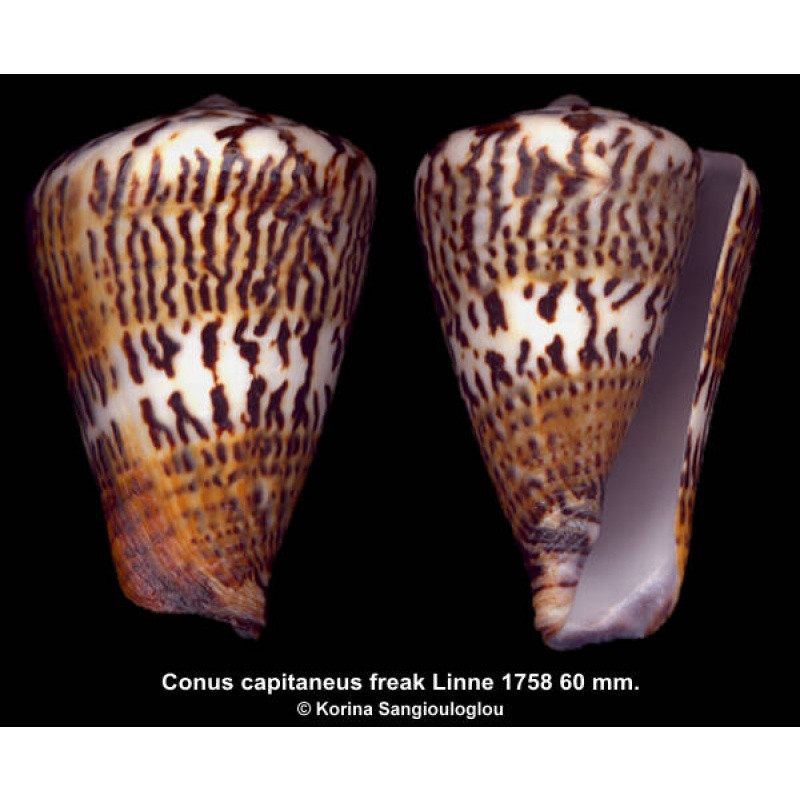 Conus capitaneus freak Outstanding!