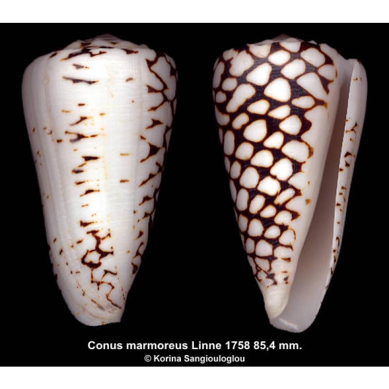Conus marmoreus Gorgeous Exceptional!