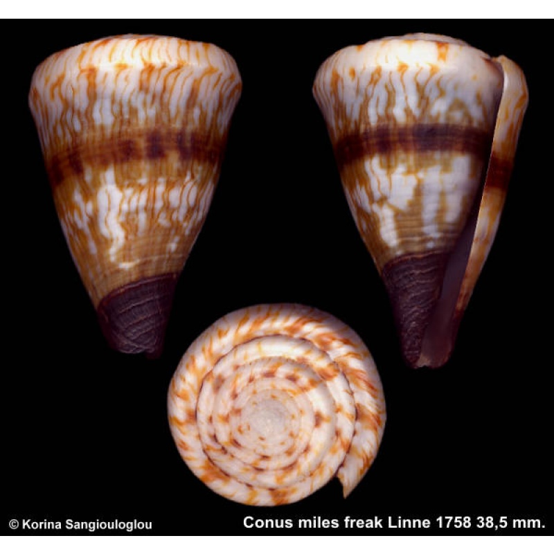 Conus miles freak Outstanding!