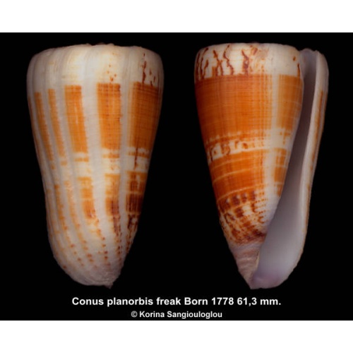 Conus planorbis freak Gorgeous Orange!