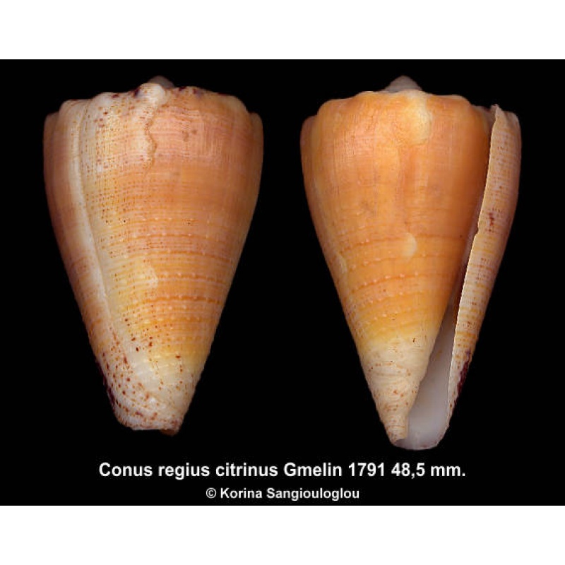 Conus regius citrinus Outstanding!