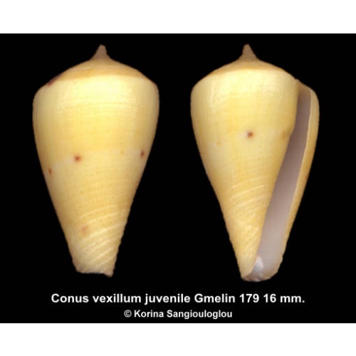 Conus vexillum juvenile Outstanding Lemon/yellow!