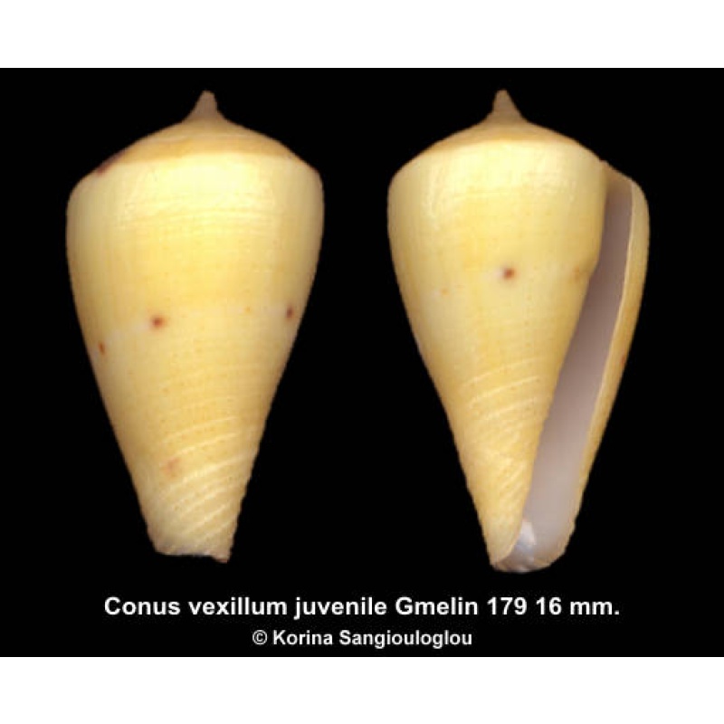 Conus vexillum juvenile Outstanding Lemon/yellow!