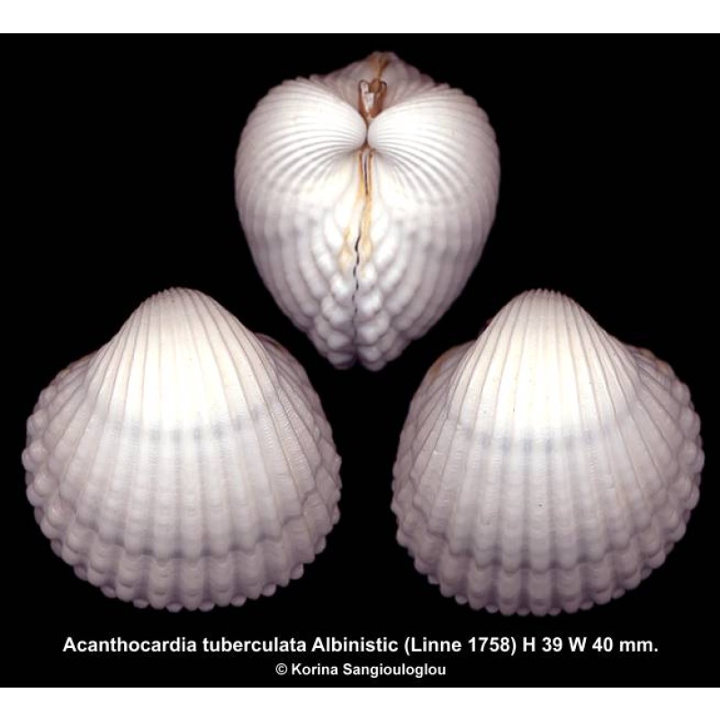 Acanthocardia tuberculata Albinistic Gorgeous Uncommon!