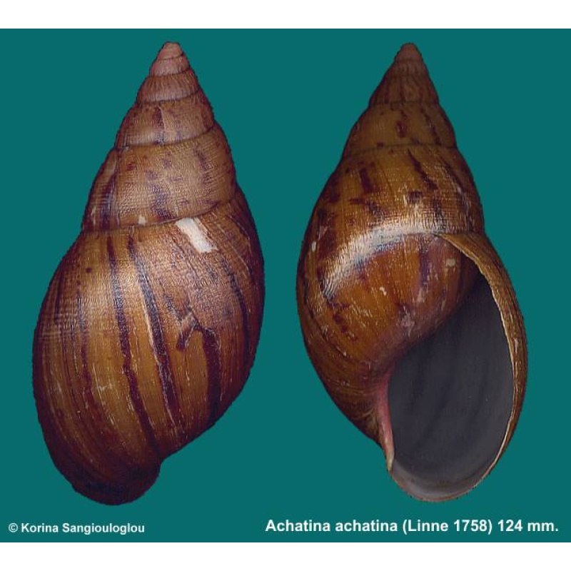 Achatina achatina Gorgeous Large!