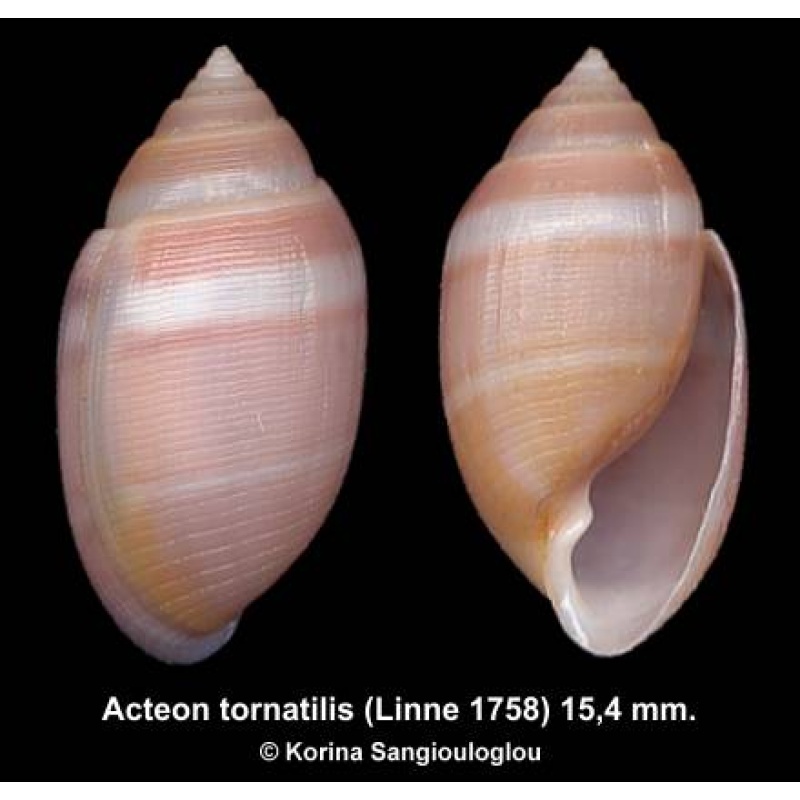 Acteon tornatilis Gorgeous!