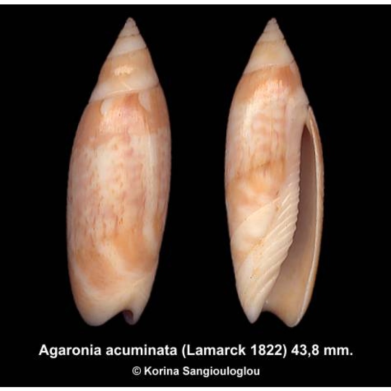 Agaronia acuminata Gorgeous!