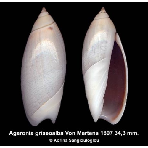 Agaronia griseoalba Gorgeous!