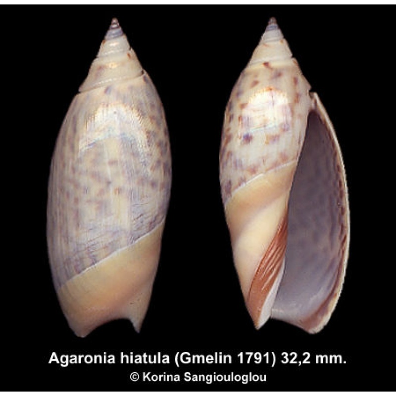 Agaronia hiatula Gorgeous!