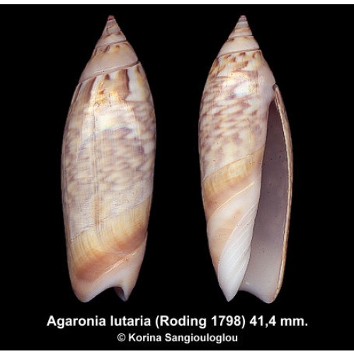 Agaronia lutaria Gorgeous Ornamented!