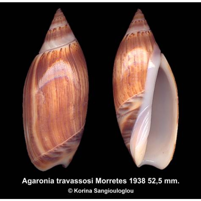 Agaronia travassosi Gorgeous Multicolor!