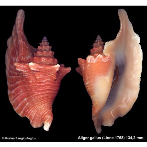 Aliger gallus Gorgeous Coral color Very Large!