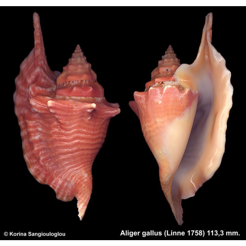 Aliger gallus Gorgeous Dark Pink!