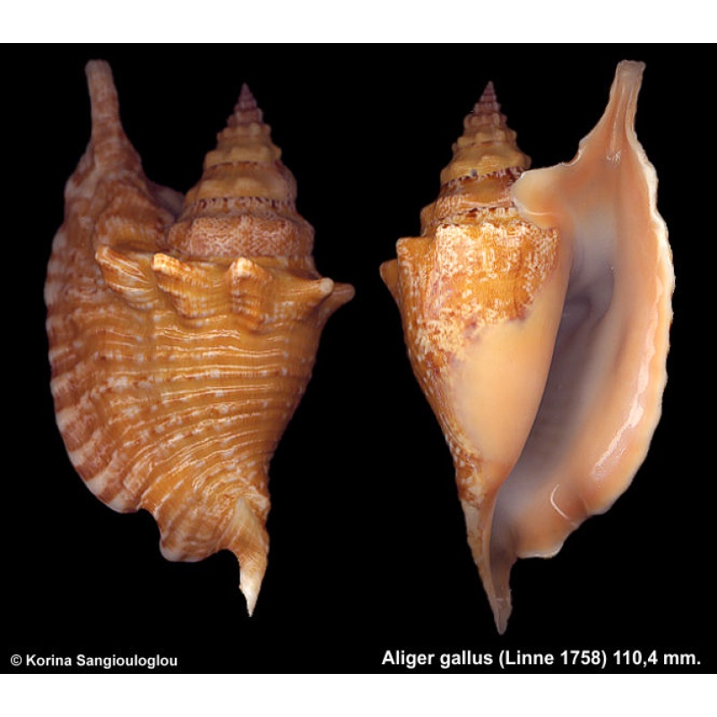 Aliger gallus Gorgeous Yellow!