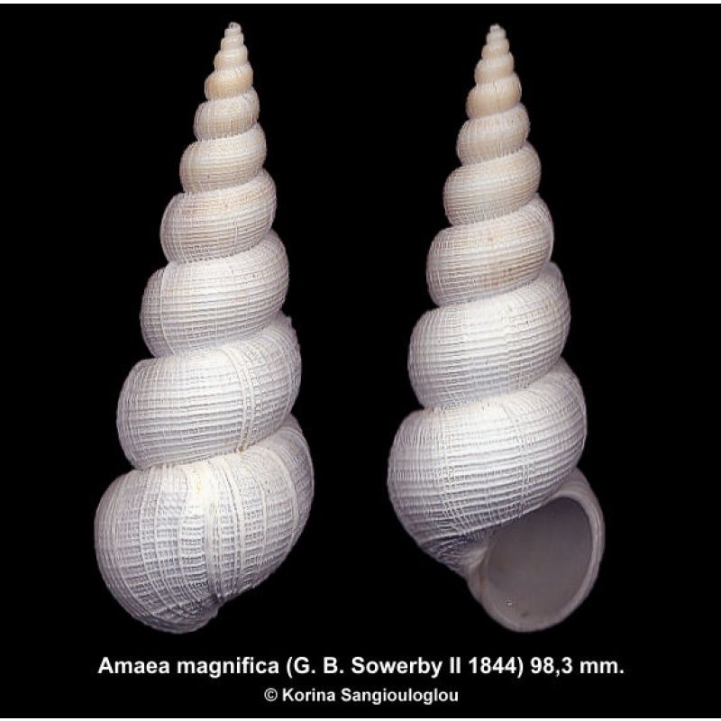Amaea magnifica Gorgeous Huge Superb!