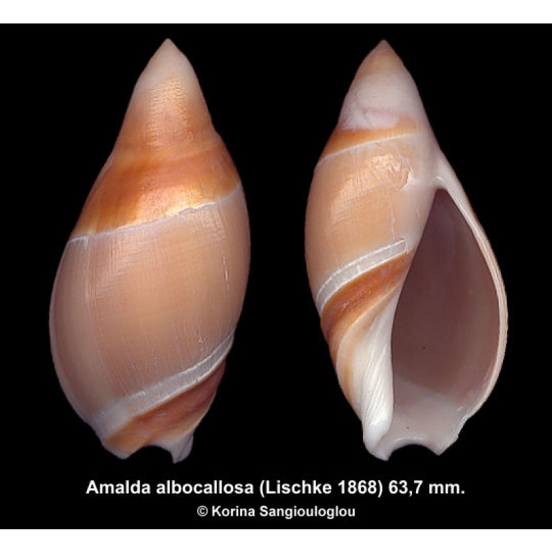 Amalda albocallosa Gorgeous Large!