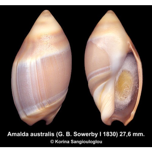 Amalda australis Gorgeous!