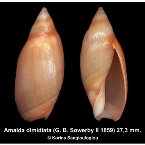 Amalda dimidiata Gorgeous Large!
