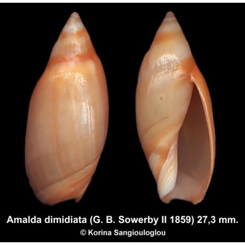 Amalda dimidiata Gorgeous Large!