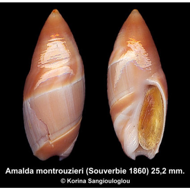 Amalda montrouzieri Gorgeous Rare!