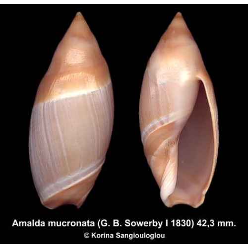 Amalda mucronata Gorgeous Large Deep Water Form!