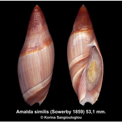 Amalda similis Outstanding Deep Water Dark!
