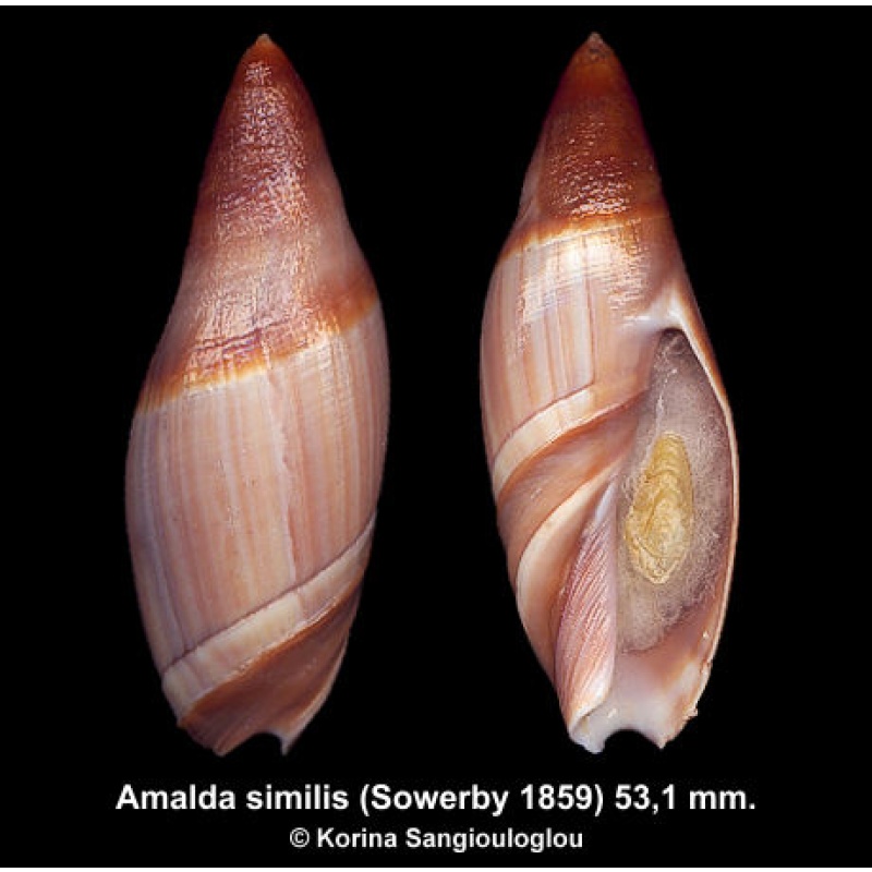 Amalda similis Outstanding Deep Water Dark!