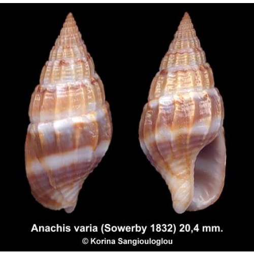 Anachis varia Gorgeous Colorful!