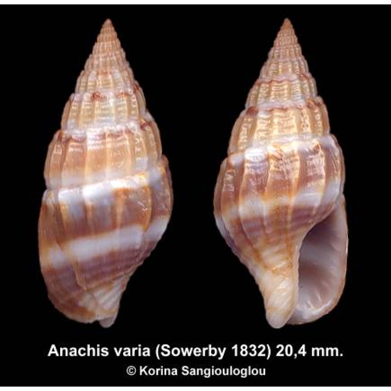 Anachis varia Gorgeous Colorful!