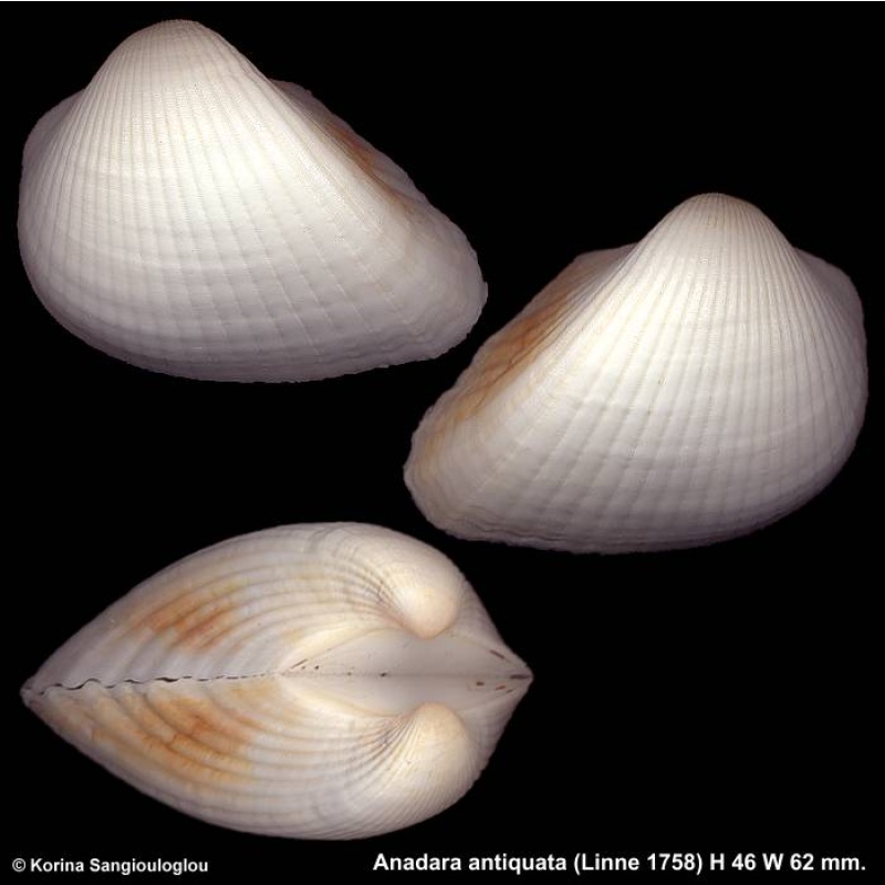 Anadara antiquata Outstanding Heavy!