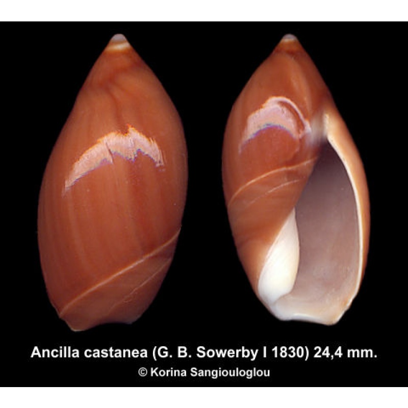 Ancilla castanea Gorgeous Dark Brown!