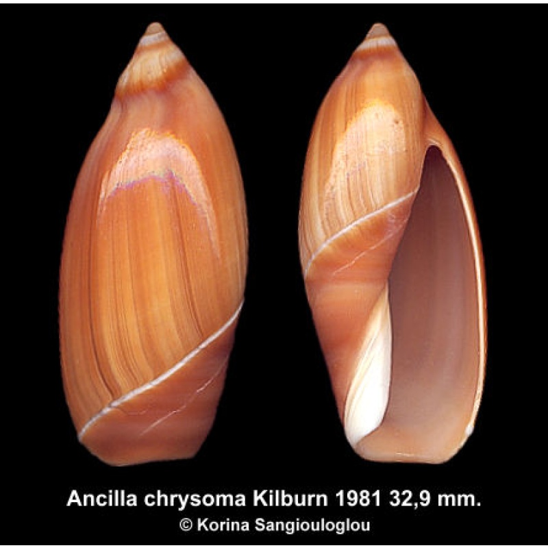 Ancilla chrysoma Gorgeous Superb!
