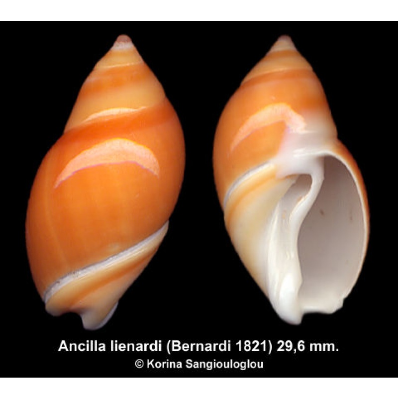 Ancilla lienardi Gorgeous Orange Superb!