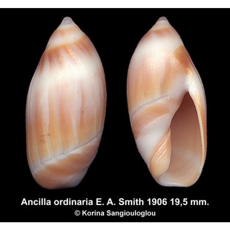 Ancilla ordinaria Outstanding Elongated!