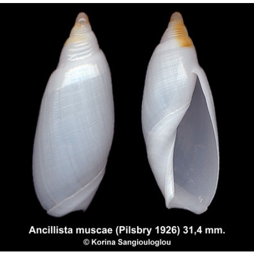Ancillista muscae Gorgeous Superb!