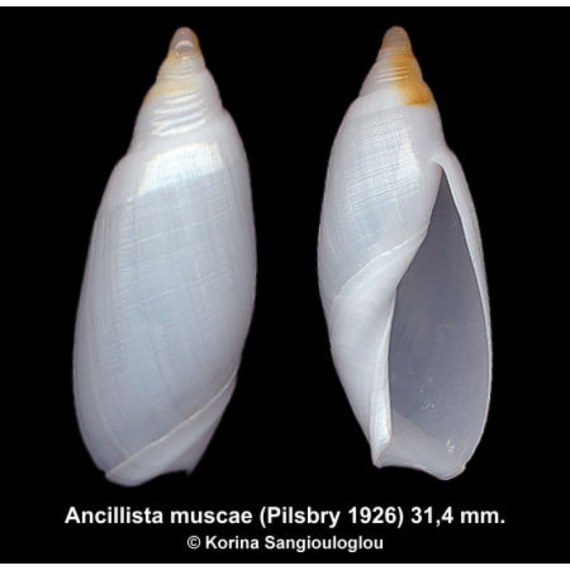 Ancillista muscae Gorgeous Superb!