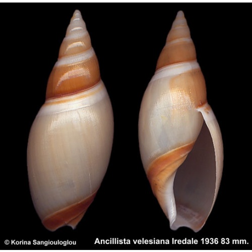 Ancillista velesiana Outstanding! Large!