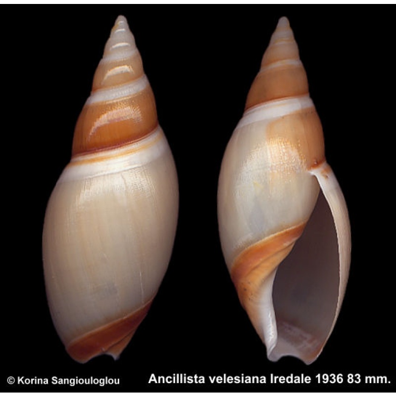 Ancillista velesiana Outstanding! Large!