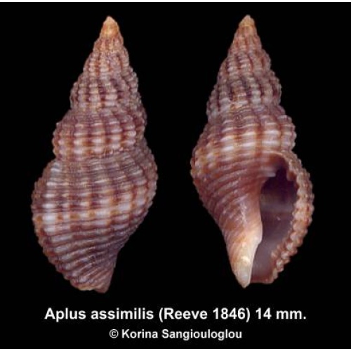 Aplus assimilis Outstanding Dark!