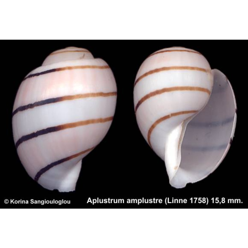 Aplustrum amplustre Gorgeous!