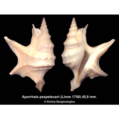 Aporrhais pespelecani Gorgeous Large Spines Superb!