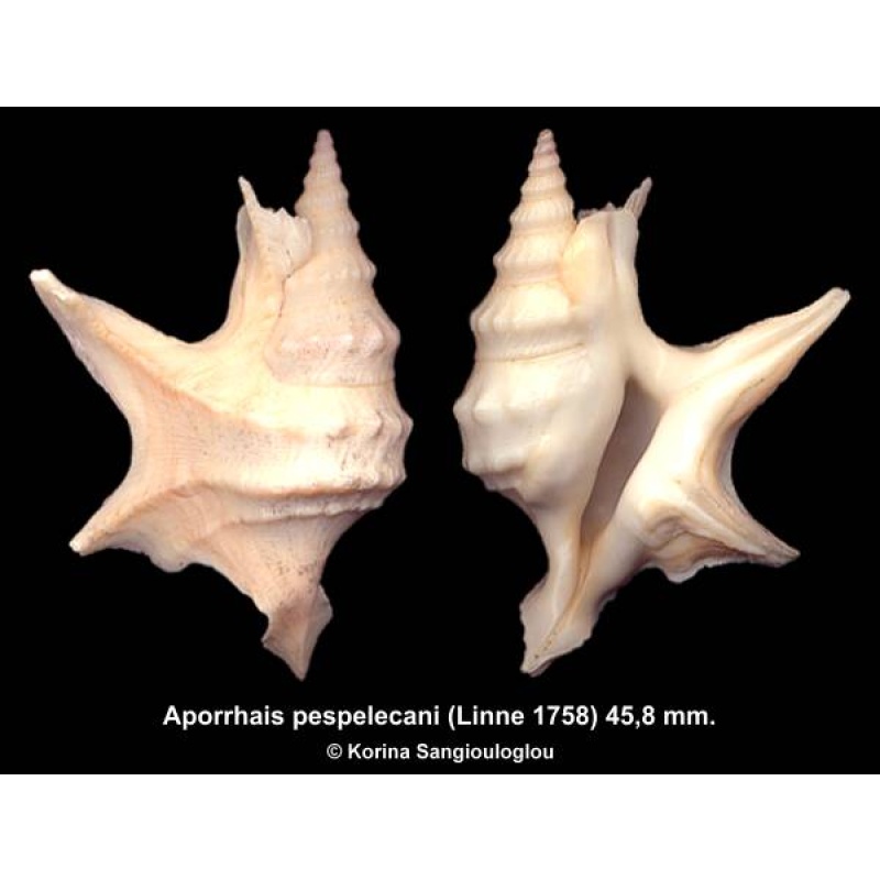 Aporrhais pespelecani Gorgeous Large Spines Superb!