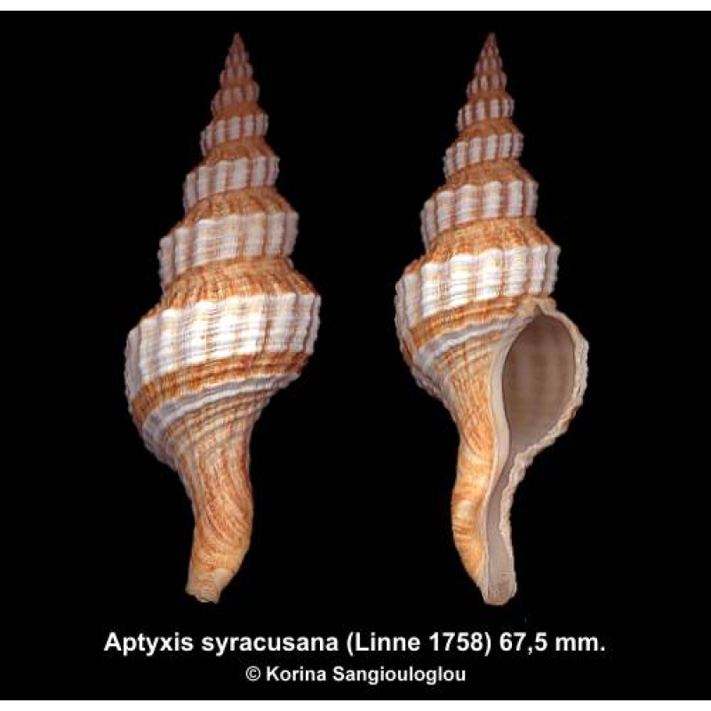 Aptyxis syracusana Gorgeous World Record Size!