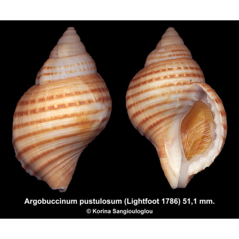 Argobuccinum pustulosum Outstanding!